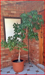 Ficus Benjamina with Control Water System Two Varieties on One Plant!
