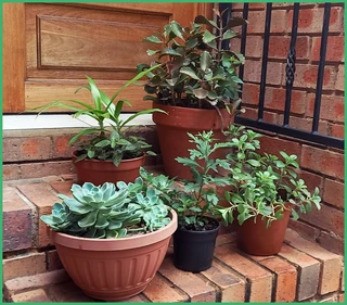 5 Stunning Flowerpots with Established Plants