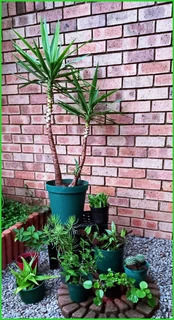 Stunning Selection of Healthy Plants Available