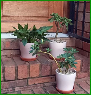 Beautiful Set of 3 Flowerpots with Saucers