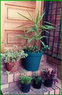 Assorted Beautiful Flowerpots
