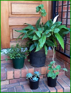Beautiful Established Flowerpots – 2 Sets Available for R300 Each