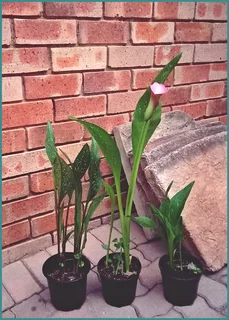 Zantedeschia (Calla Lily) Plants for Sale – R190 for 3!