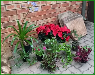 10 Potted, Naturally Growing Plants – Including 2 Stunning Poinsettias