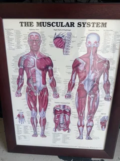 The muscular system poster framed