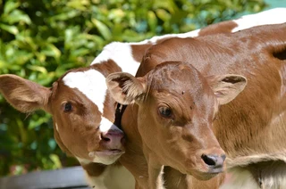 Various Bottle Calves