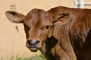Various Bottle Calves