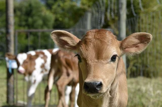 Various Bottle Calves