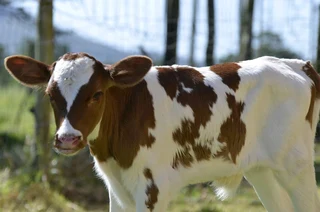 Various Bottle Calves