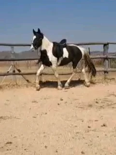 3 Year Old Gypsy Vanner x Friesian x Warmblood Colt