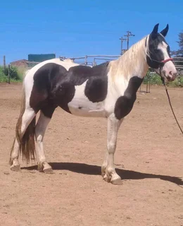 3 Year Old Gypsy Vanner x Friesian x Warmblood Colt