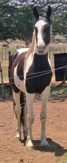 3 Year Old Gypsy Vanner x Friesian x Warmblood Colt