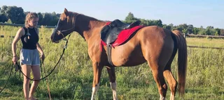 Registered Arabian Mare