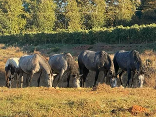 2x Percheron X Mares