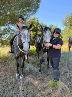 2x Percheron X Mares
