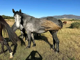 2x Percheron X Mares