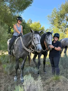 2x Percheron X Mares