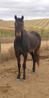 2x Registered Top Quality SA Boerperd Geldings