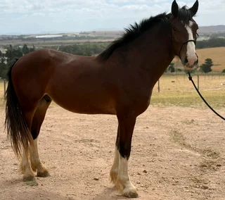 Exceptional Clydesdale x Thoroughbred Gelding