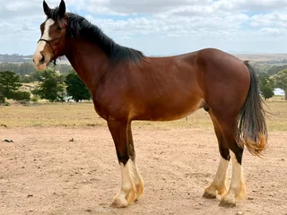 Exceptional Clydesdale x Thoroughbred Gelding