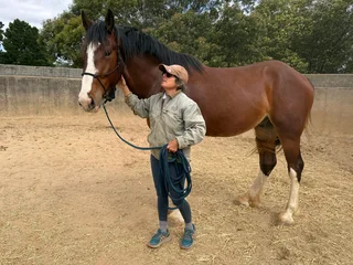 Exceptional Clydesdale x Thoroughbred Gelding