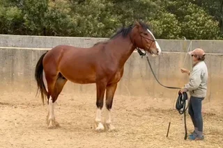 Exceptional Clydesdale x Thoroughbred Gelding