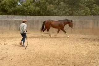 Exceptional Clydesdale x Thoroughbred Gelding