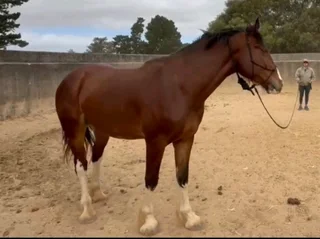 Exceptional Clydesdale x Thoroughbred Gelding