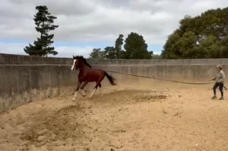 Exceptional Clydesdale x Thoroughbred Gelding