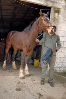 Outstanding Clydesdale X Thoroughbred Colt