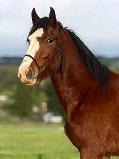 Laid Back 3/4 Clydesdale Mare