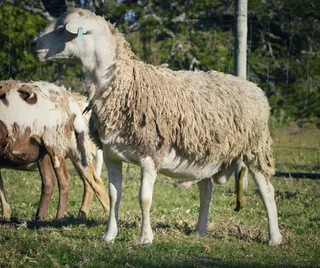 White Head Dorper Ram