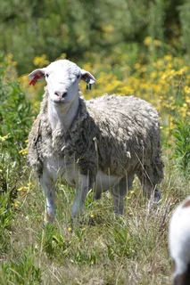 White Head Dorper Ram