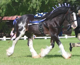 Registered 17,2hh Clydesdale Stallion