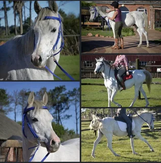 Registered Arabian Gelding