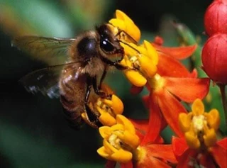 Honeybees and BATS Translocation Hornets Wasps