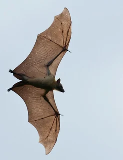 Honeybees and BATS Translocation Hornets Wasps