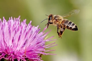 Honeybees BATS Hornets Wasps Translocation