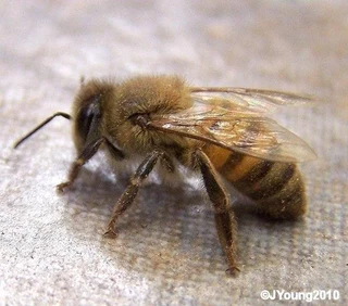 Honeybees BATS Hornets Wasps Translocation