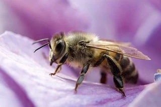 Honeybees BATS Hornets Wasps Translocation