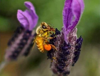 Honeybee relocation &amp; BATS relocation