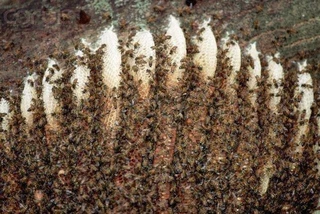 Honeybee relocation &amp; BATS relocation