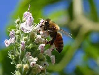 Honeybee &amp; BAT TRANSLOCATIONS Wasp &amp; Hornet Removals