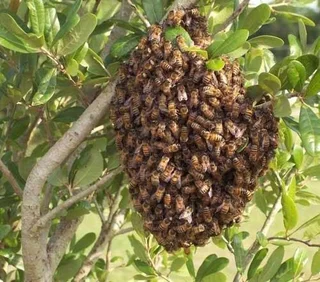 HONEYBEES and  BATS TRANSLOCATION, Remove WASPS and HORNETS