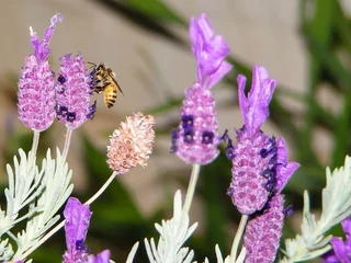 HONEYBEES and  BATS TRANSLOCATION, Remove WASPS and HORNETS