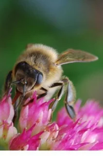 HONEYBEES translocation and BATS, BATS translocation WASPS HORNETS
