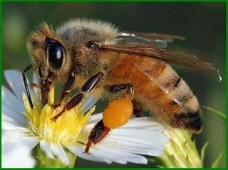 HONEYBEES translocation and BATS, BATS translocation WASPS HORNETS