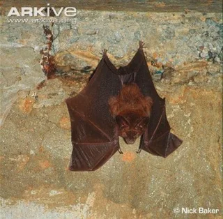 BATS, BATS, BATS and Honeybee Translocations