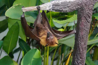 BATS, BATS, BATS and Honeybee Translocations