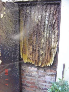 BATS, BATS, BATS and Honeybee Translocations